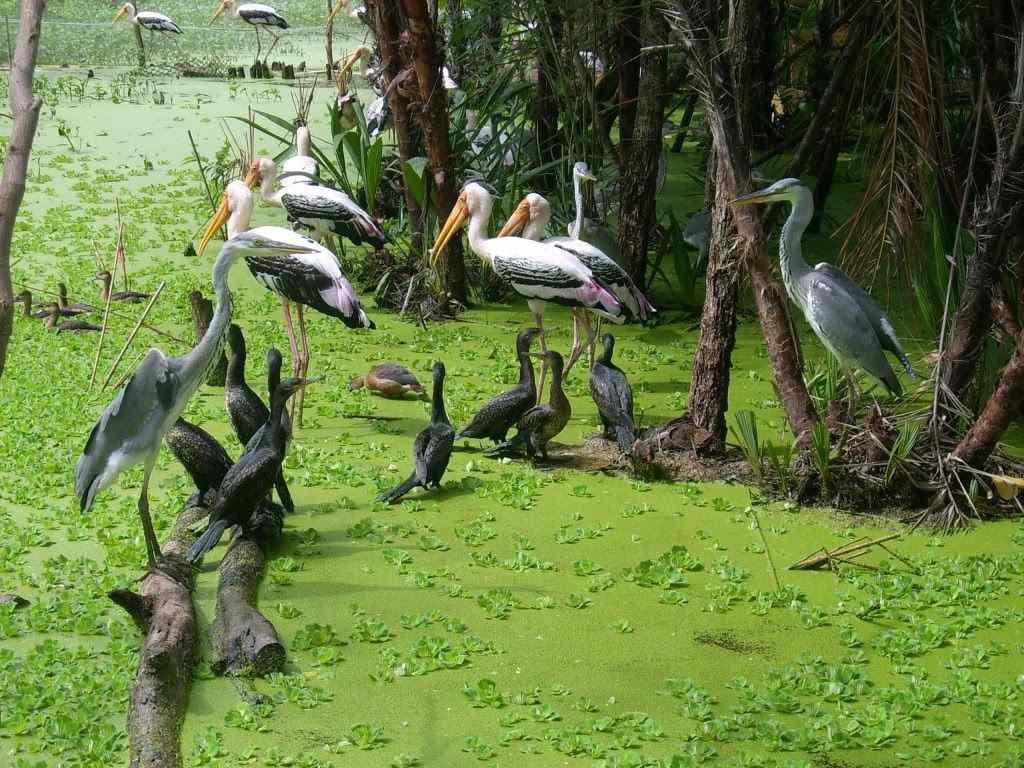 BEAUTIFUL BIRDS IN BAC LIEU BEAUTIFUL BIRDS IN BAC LIEU
