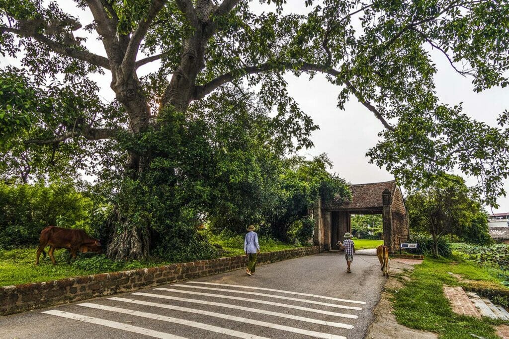 HANOI MOTORCYCLE TOUR TO BA VI NATIONAL PARK AND DUONG LAM ANCIENT VILLAGE